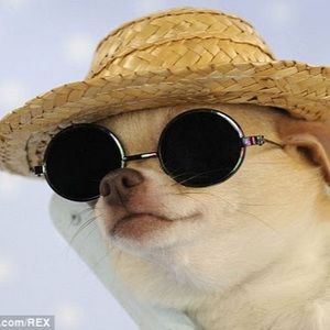 Meet your Posher, Susanosaurus